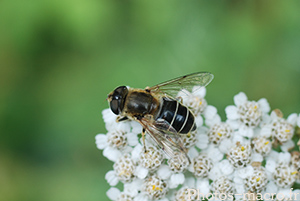 Eristalis arbustorum